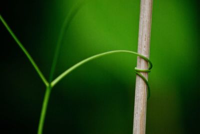 Close-up of bamboo on plant