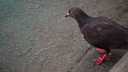 High angle view of pigeon perching