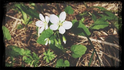 flower