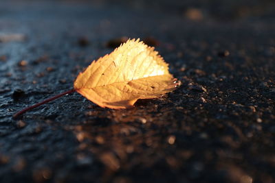 Close-up of yellow maple leaf