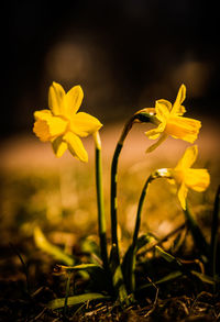 Close-up of yellow flowering plant