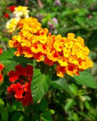 Close-up of marigold blooming in park