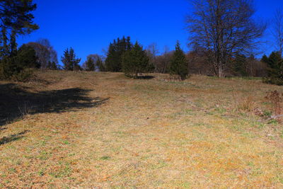 Trees on field against clear sky