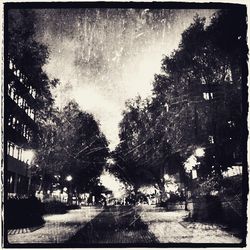 Trees against sky