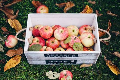 High angle view of apples in crate at farm