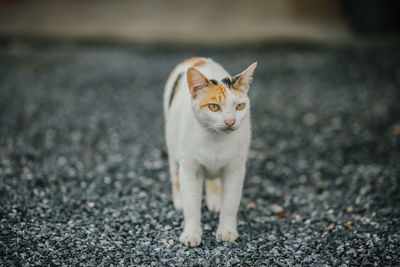 Portrait of a cat on road