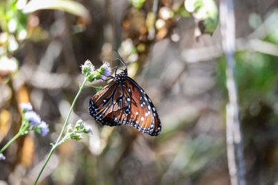 Queen butterfly danaus gilippus perches on a flower in a garden in naples, florida