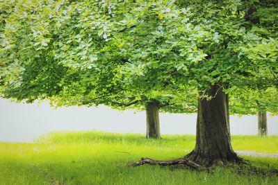 Trees on grassy field