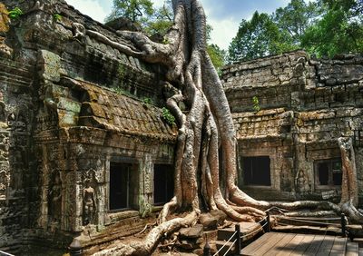 View of ta prohm, cambodia