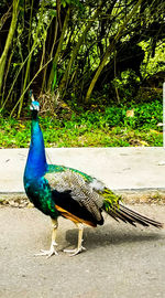 Close-up of peacock