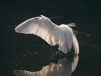 Swan in a lake