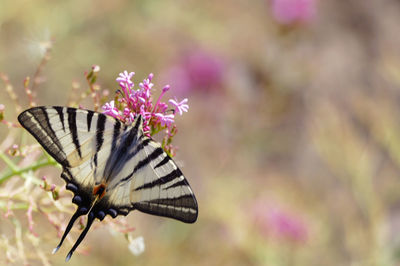 Close-up of butterfly pollinating on purple flower