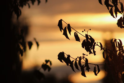 Silhouette plants against sky during sunset