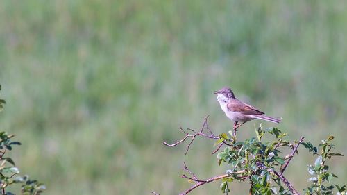 Bird perching on a branch