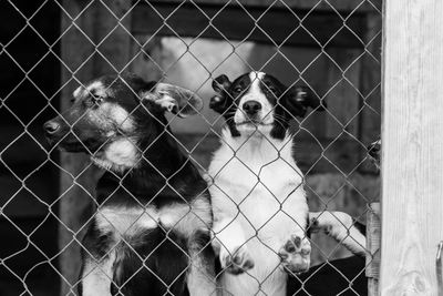 Dog sitting in cage seen through fence