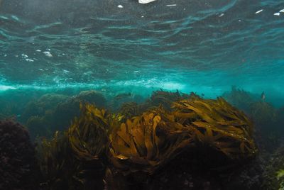 Close-up of coral swimming in sea