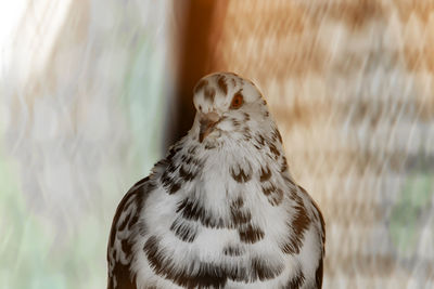 Close-up of a bird