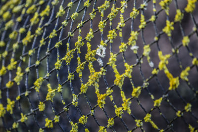 Full frame shot of plants