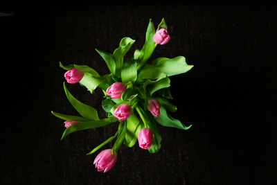 Close-up of pink flowers over black background