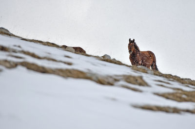 View of an horse on snow covered land