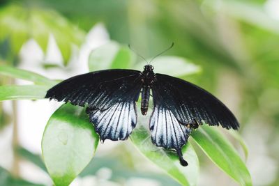 Butterfly on leaf