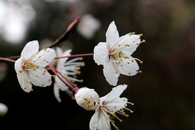 Close-up of white apple blossoms in spring