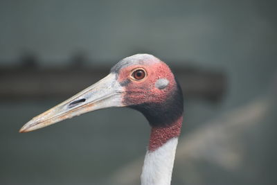 Close-up of a bird looking away