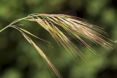 Close-up of wheat growing on field