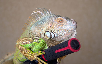 Close-up of a lizard