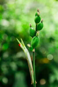 Close-up of flower buds growing outdoors