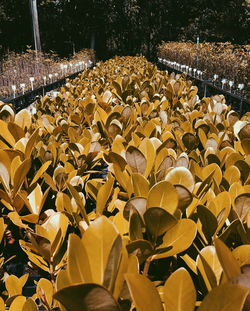 High angle view of yellow plants