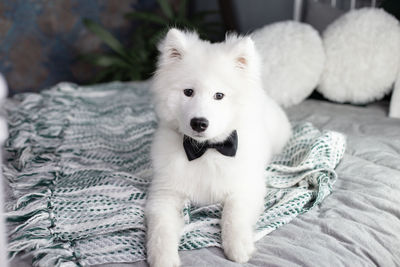 Close-up portrait of white dog on bed at home