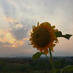 Close-up of yellow flower blooming against sky during sunset