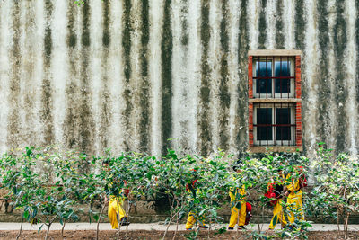 Kids playing by plants