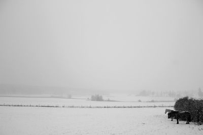 Scenic view of snow covered field