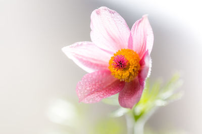 Close-up of pink flower against white background