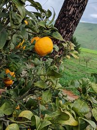 Fruits growing on tree