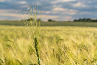 Close-up of wheat growing on field