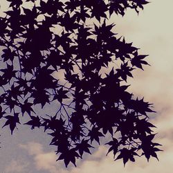 Low angle view of silhouette trees against sky