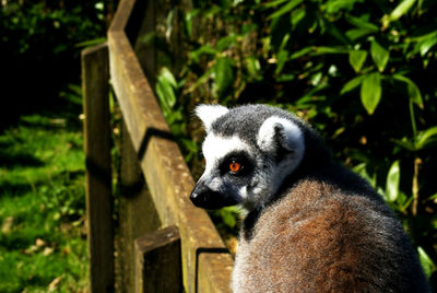 Close-up of cat on tree