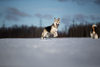 Dog looking away on snow