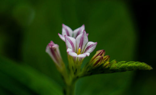 Close-up of fresh flowers blooming outdoors