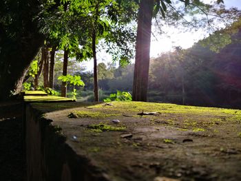 Footpath in park