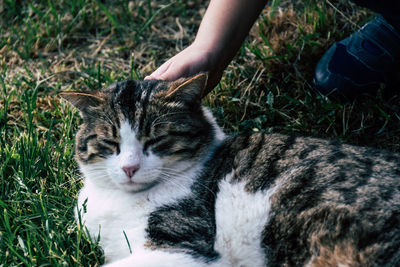 Midsection of cat with hand on grass