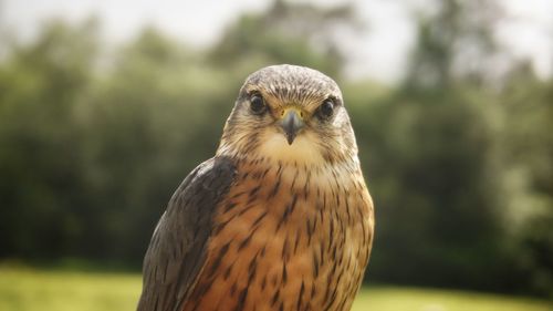 Merlin bird.