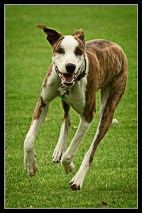 Dog on grassy field