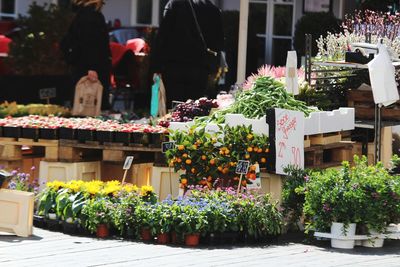 Potted plants at market stall