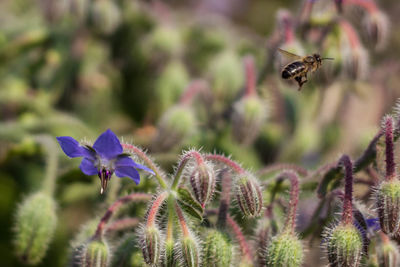 Close-up of bee pollinating on flowers