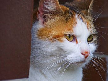 Close-up portrait of cat