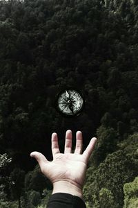 Close-up of human hand holding tree